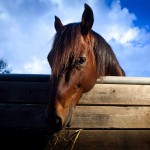 ג׳ק, סוס קווטר יפהפה. צילום: אסף פרידמן