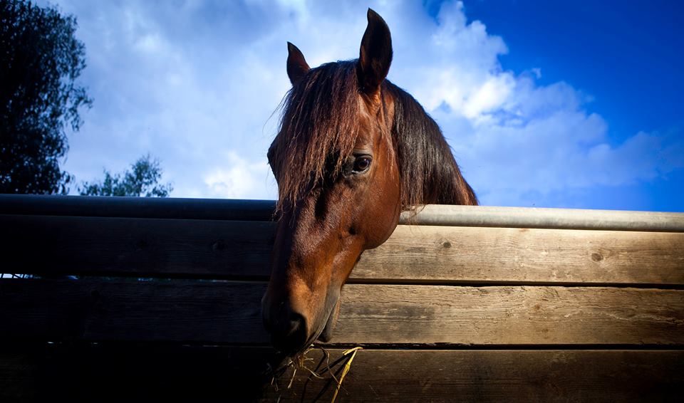 ג׳ק, סוס קווטר יפהפה. צילום: אסף פרידמן