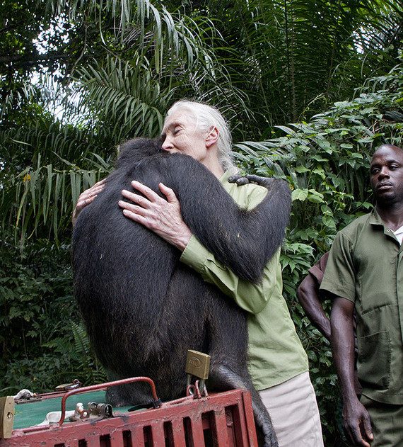 וונדה, קופת שימפנזה שניצלה ושוקמה בבית-מחסה בקונגו, משוחררת לשמורת טבע בחסות ג'יין גודול הדגולה. חיבוק הפרידה של וונדה וג'יין: