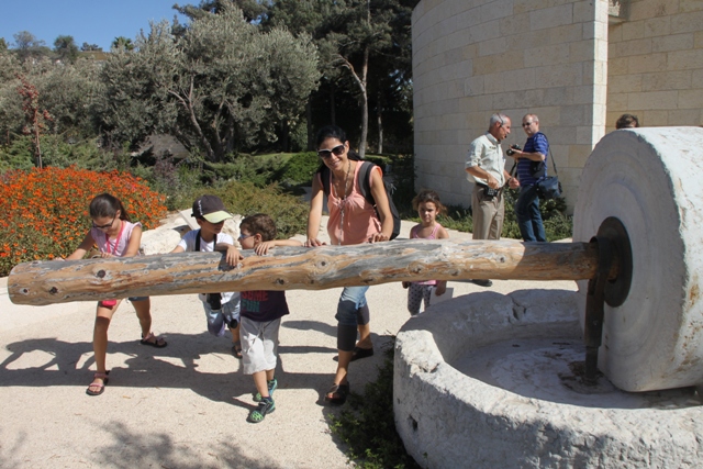 מכינים שמן זית בגן התנ"כי שבחצר האוניברסיטה