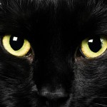 חתול שחור